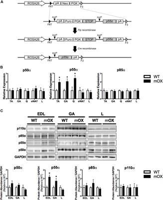 Frontiers | Calorie Restriction-Induced Increase In Skeletal Muscle ...